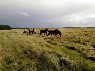 Parco vacanze Rødhus  15