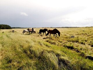 Parc de vacances Rødhus  53