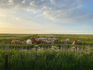 Vakantiehuis Dornumergrode Omgeving 28