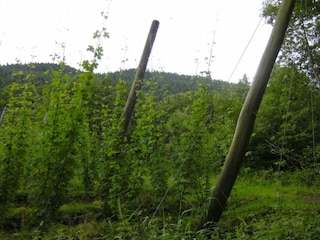 Ferienpark Ernzen Umgebung 32