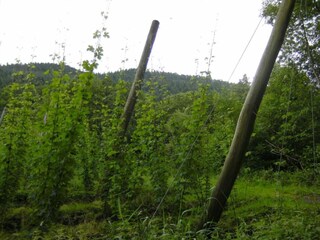 Vakantiepark Ernzen Omgeving 32