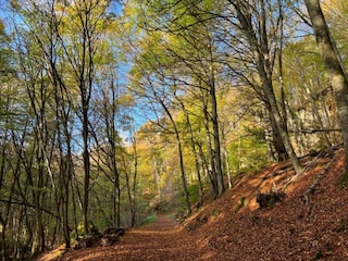 Ferienpark Ernzen Umgebung 34