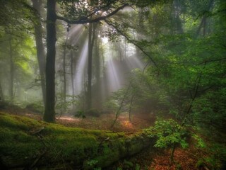 Parc de vacances Ernzen Environnement 53