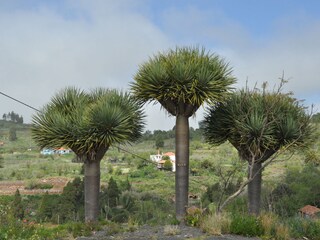 Casa per le vacanze Los Llanos de Aridane  20