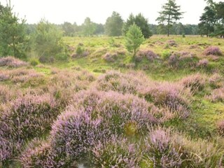Parc de vacances Baarle-Nassau Environnement 33