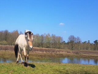 Vakantiepark Baarle-Nassau Omgeving 22