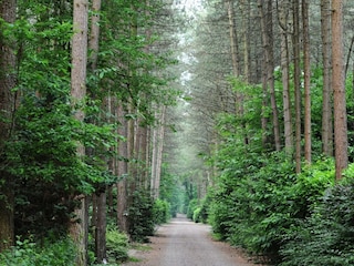 Vakantiepark Baarle-Nassau Omgeving 19