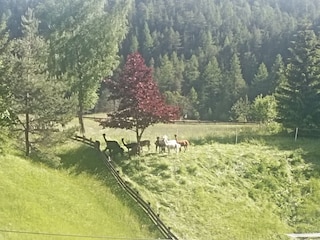 Terassenausblick