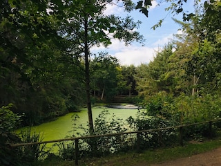 Teich Südwäldchen