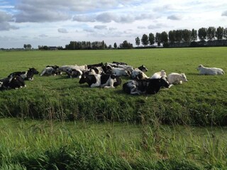 Vakantiehuis Simonshaven Omgeving 18