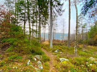 Trampelpfad zum Seeufer (ca. 50 Meter)