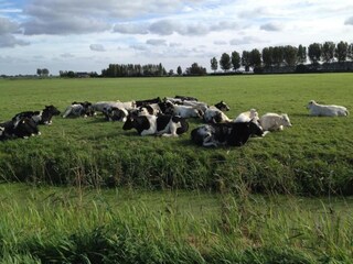 Vakantiehuis Simonshaven Omgeving 10
