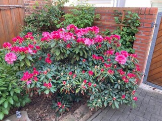 Unser blühender Rhodedendron