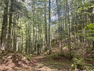 Apartment Walchsee Umgebung 24