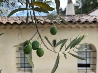 Villa La Môle  33