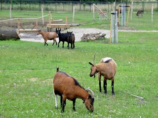Ferienpark Susteren  33