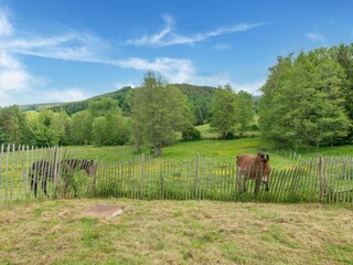 Vakantiehuis Vielsalm Omgeving 32