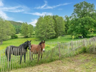 Casa per le vacanze Vielsalm Ambiente 34
