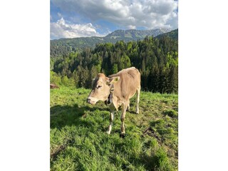 Appartement de vacances Oberstdorf Environnement 35