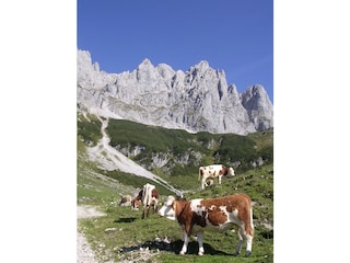 Kälber auf der Alm