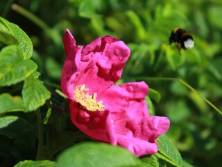 Ferienwohnung Binz Außenaufnahme 4
