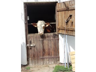 Vakantiehuis Going am Wilden Kaiser Omgeving 12
