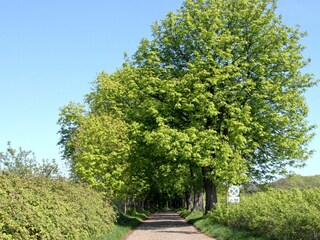 Ferienwohnung Binz Außenaufnahme 5