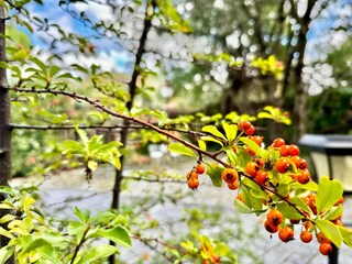 Casa vacanze Galapagar  36