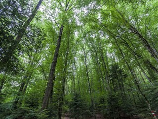 Ferienhaus Castell'Azzara Umgebung 35