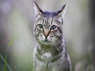 Appartement Sorano  40