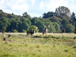 Parc de vacances Middelfart  6