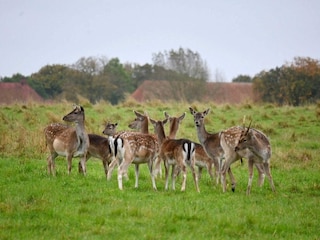 Parc de vacances Middelfart  10