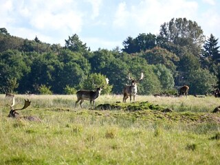 Parc de vacances Middelfart  6
