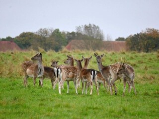 Parc de vacances Middelfart  19