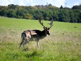 Vakantiepark Middelfart  18