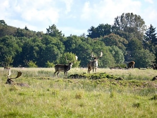 Ferienpark Middelfart  12