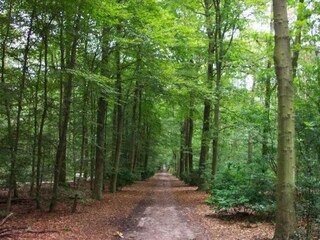 Hiking and cycling in the forest