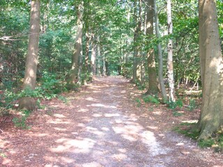 Vakantiehuis Oudemirdum Omgeving 37