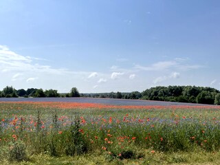 Holiday apartment Untergöhren Environment 25