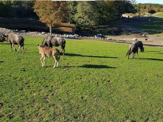 Vakantiehuis Ebeltoft  2