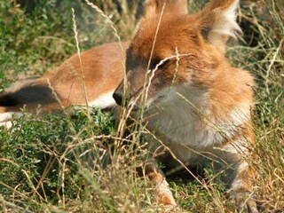 Vakantiehuis Ebeltoft  15