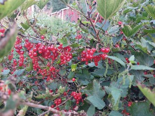 Vakantiehuis Ångermanland Buitenaudio-opname 1