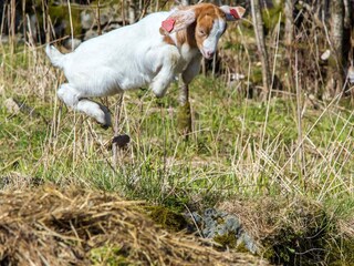 Vakantiehuis Lyngdal  8