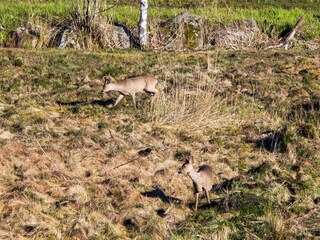 Holiday house Lyngdal  23