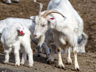 Vakantiehuis Lyngdal  14