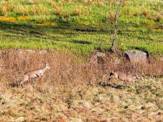 Vakantiehuis Lyngdal  26