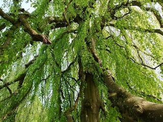 Ferienhaus Ørding  40