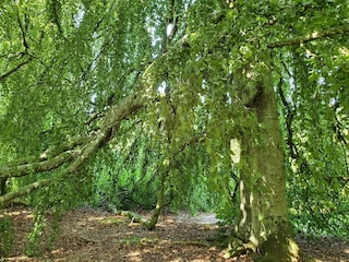 Ferienhaus Ørding  18