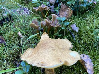 Ferienhaus Tösse Außenaufnahme 7