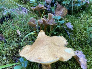 Ferienhaus Tösse Außenaufnahme 12